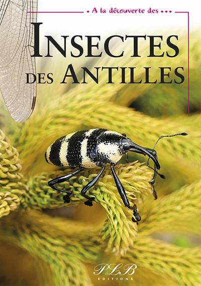 A la découverte des insectes des Antilles françaises