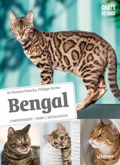 Bengal : comportement, soins, socialisation