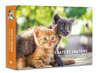 Chats et chatons : l'agenda-calendrier 2019