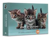 Chats et chatons : l'agenda-calendrier 2025