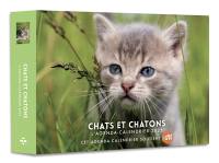 Chats et chatons : l'agenda-calendrier 2023