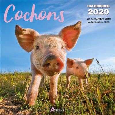 Cochons : calendrier 2020 : de septembre 2019 à décembre 2020