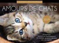 Amours de chats 2019 : l'agenda panoramique
