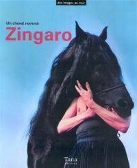 Zingaro, le cheval