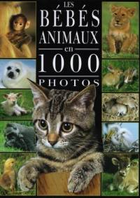 Les bébés animaux en 1000 photos