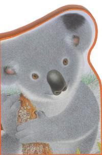 Polka le koala : l'Australie