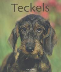 Teckels : des chiens têtus et attachants