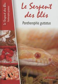 Le serpent des blés : Pantherophis guttatus
