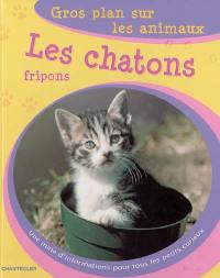 Les chatons fripons : une mine d'informations pour tous les petits curieux