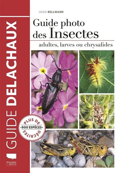 Guide photo des insectes : adultes, larves ou chrysalides