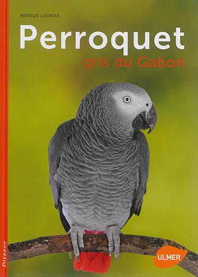 Perroquet gris du Gabon