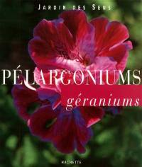 Pélargoniums géraniums
