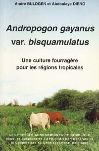 Andropogon gayanus var. bisquamulatus : une culture fourragère pour les régions tropicales