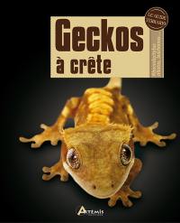 Geckos à crête : rhacodactylus ciliatus, leachianus...