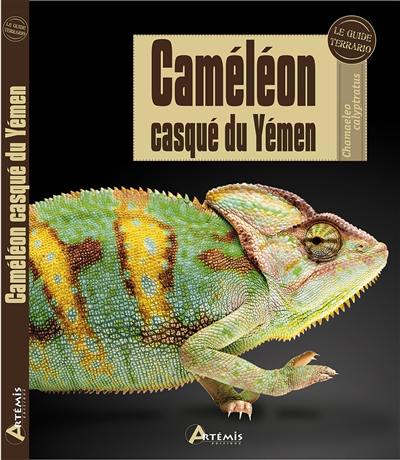 Caméléon casqué du Yémen : chamaeleo calyptratus