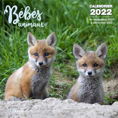 Bébés animaux : calendrier 2022 : de septembre 2021 à décembre 2022