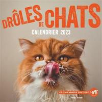 Drôles de chats : calendrier mural 2023