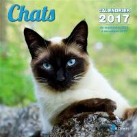 Chats : calendrier 2017 : de septembre 2016 à décembre 2017