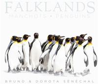 Falklands : manchots. Falklands : penguins