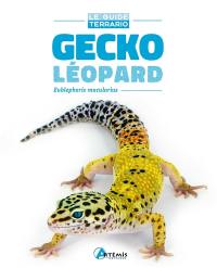 Gecko léopard : Eublepharis macularius