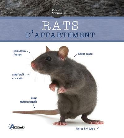 Rats d'appartement